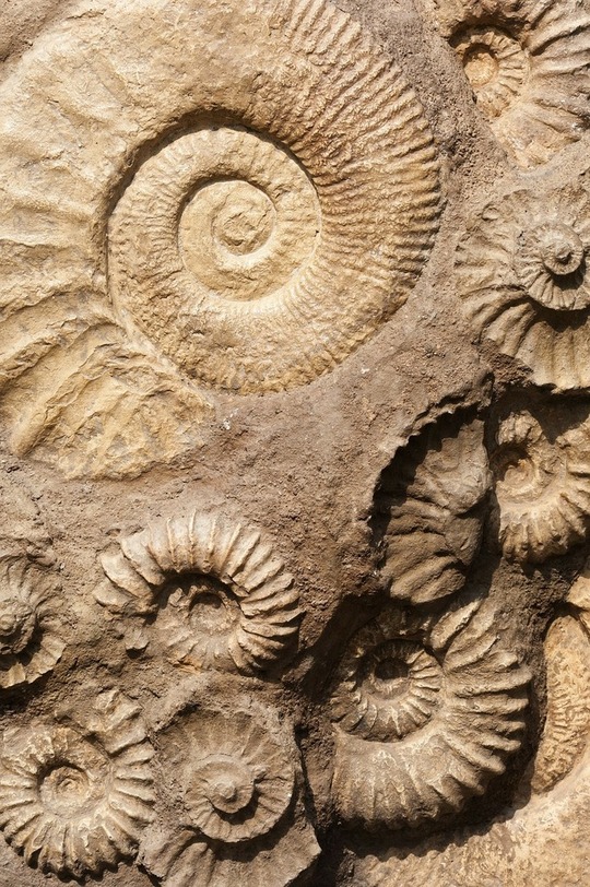 Empreintes et fossiles
